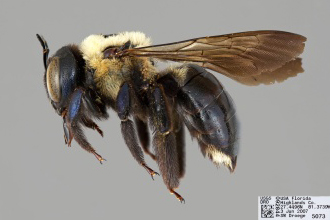 [Xylocopa virginica female (lateral/side view) thumbnail]